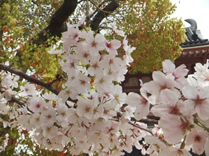 桜